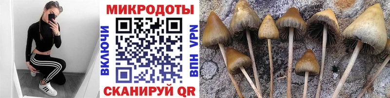 Псилоцибиновые грибы Cubensis  Воркута 